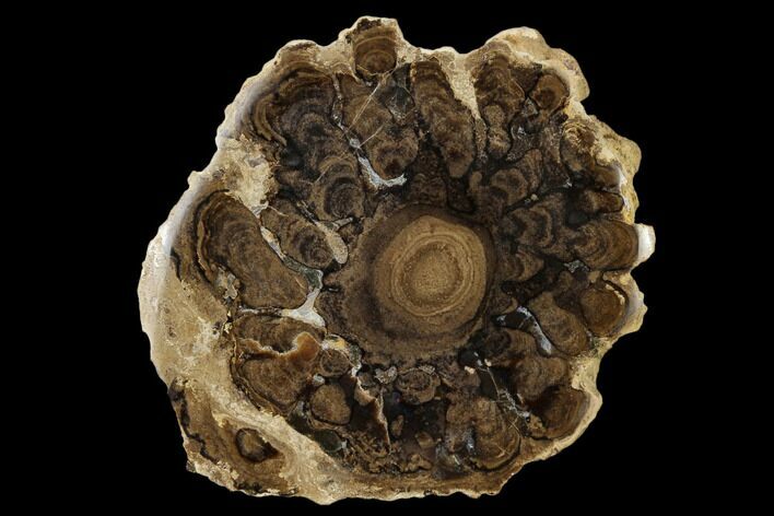 Polished Fossil Stromatolite Colony on Reed - Utah #118036